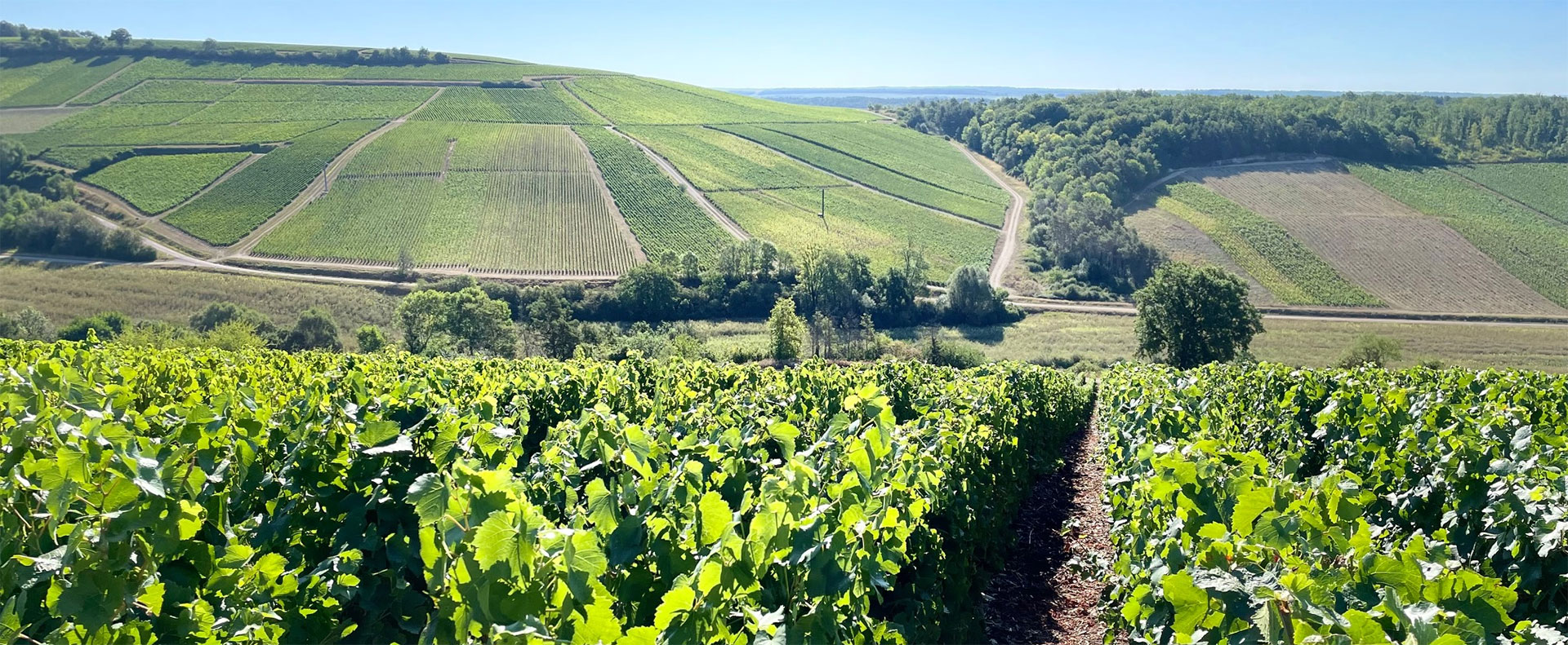 Champagne L'Envolée